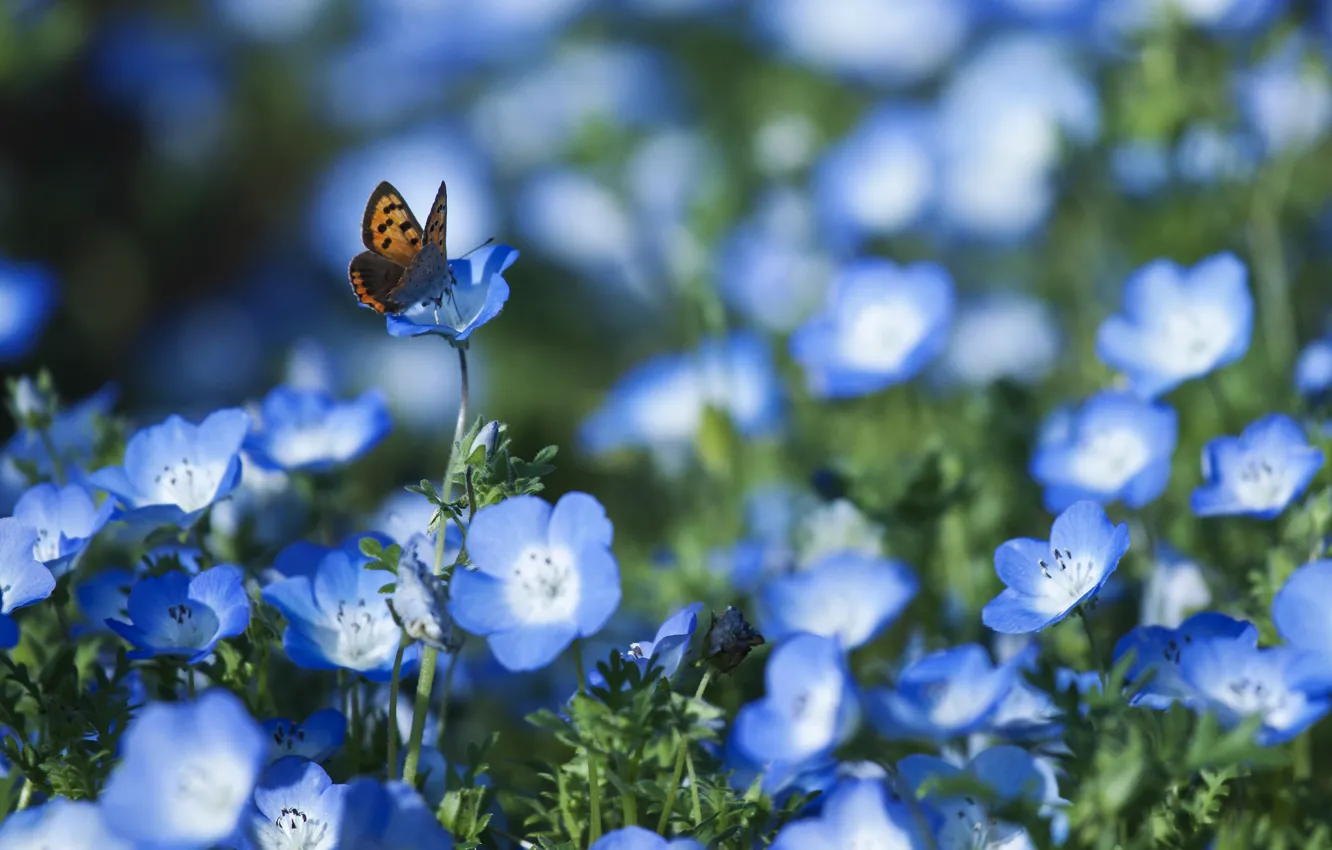 Фото обои поле, цветы, бабочка, лепестки, размытость, голубые, Немофила