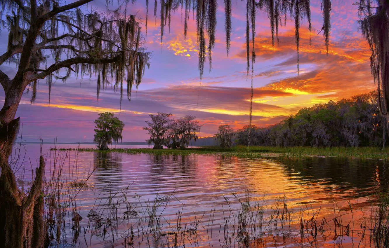 Фото обои деревья, озеро, рассвет, утро, Флорида, Florida, Lake Iskapoga, Озеро Истокпога