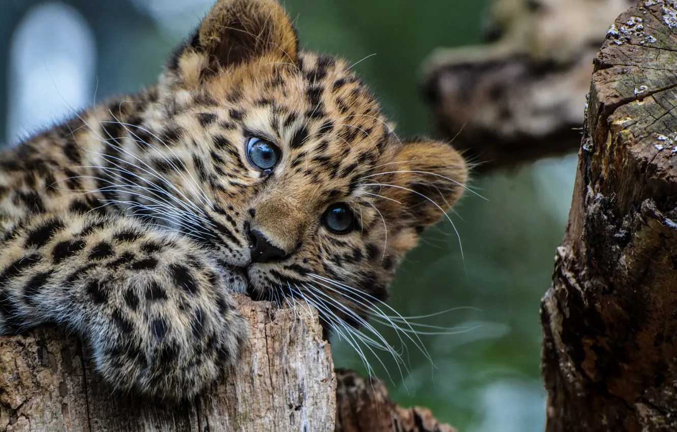 Фото обои взгляд, животное, Леопард, хищник, окрас, детеныш