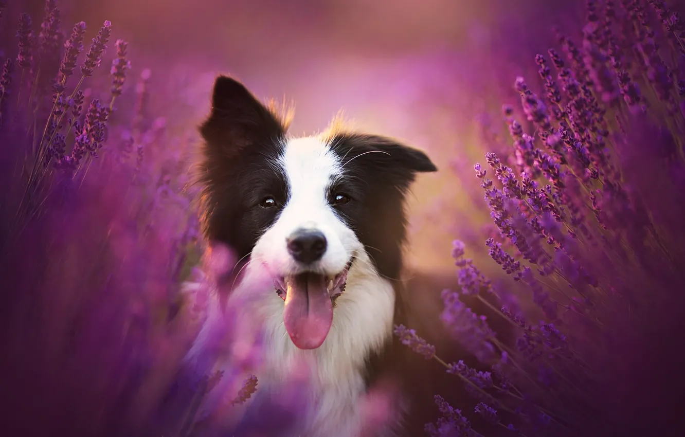 Фото обои язык, радость, цветы, настроение, собака, лаванда, Бордер-колли