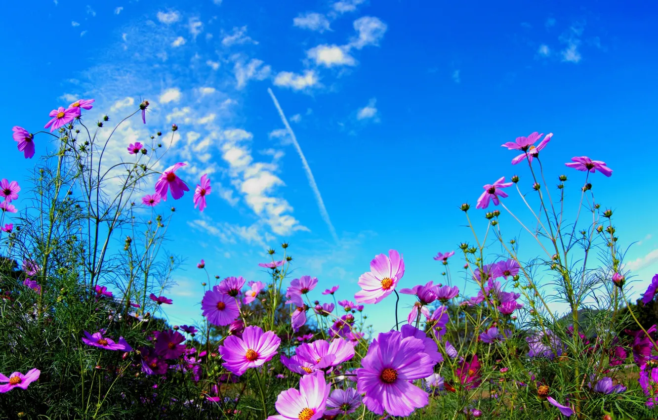 Фото обои поле, лето, небо, цветы, природа, розовые, космея