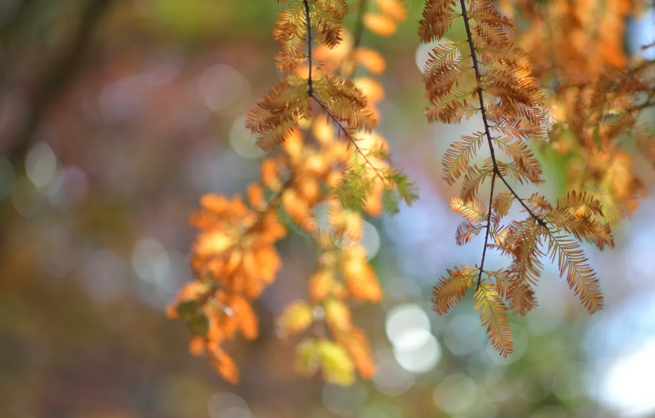 Фото обои макро, блики, дерево, Осень, размытость, хвоя, веточки