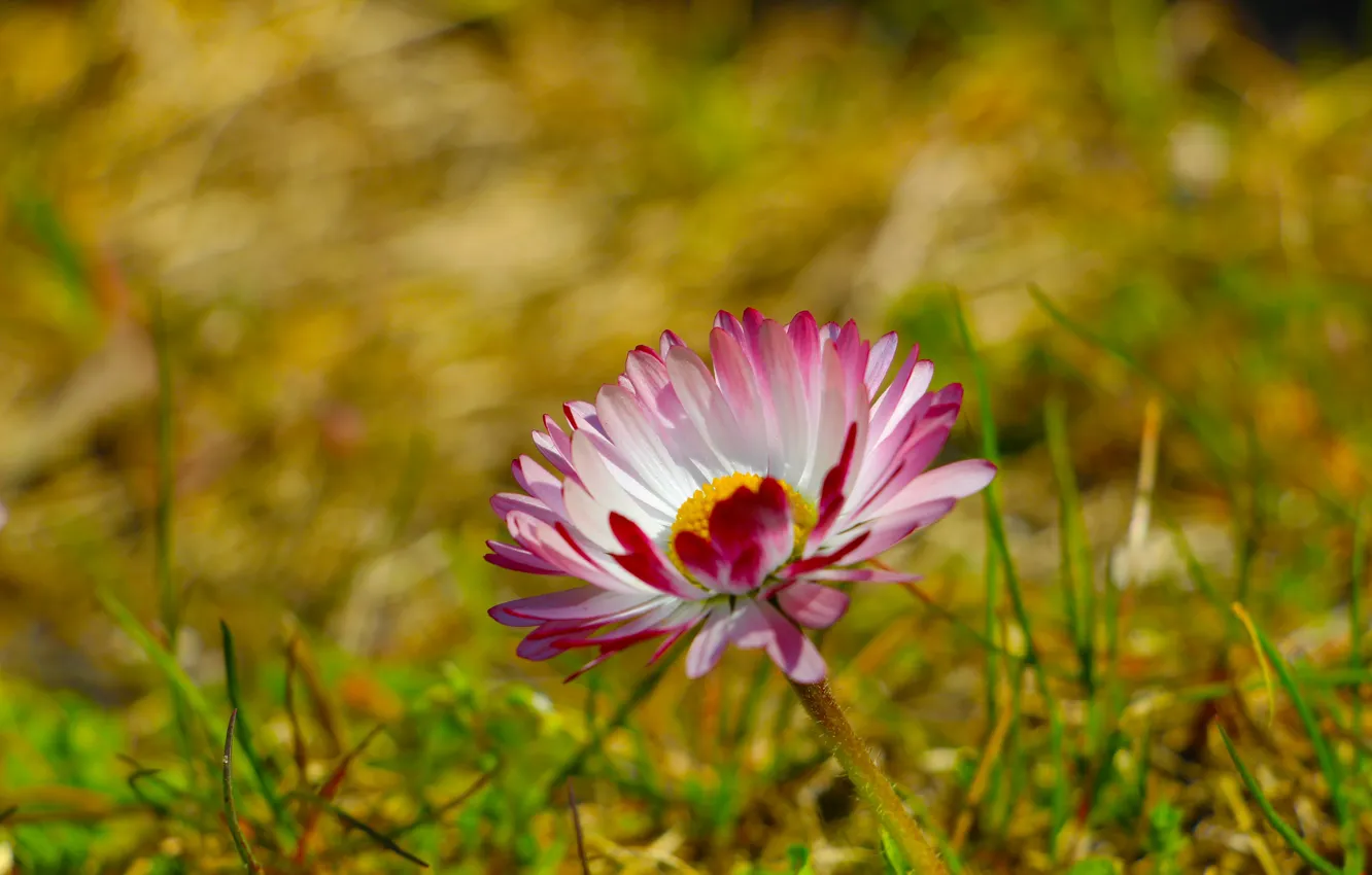 Фото обои flower, daisy, meadow, blooming