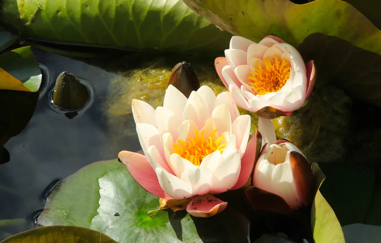 Фото обои flower, water lily, blooming