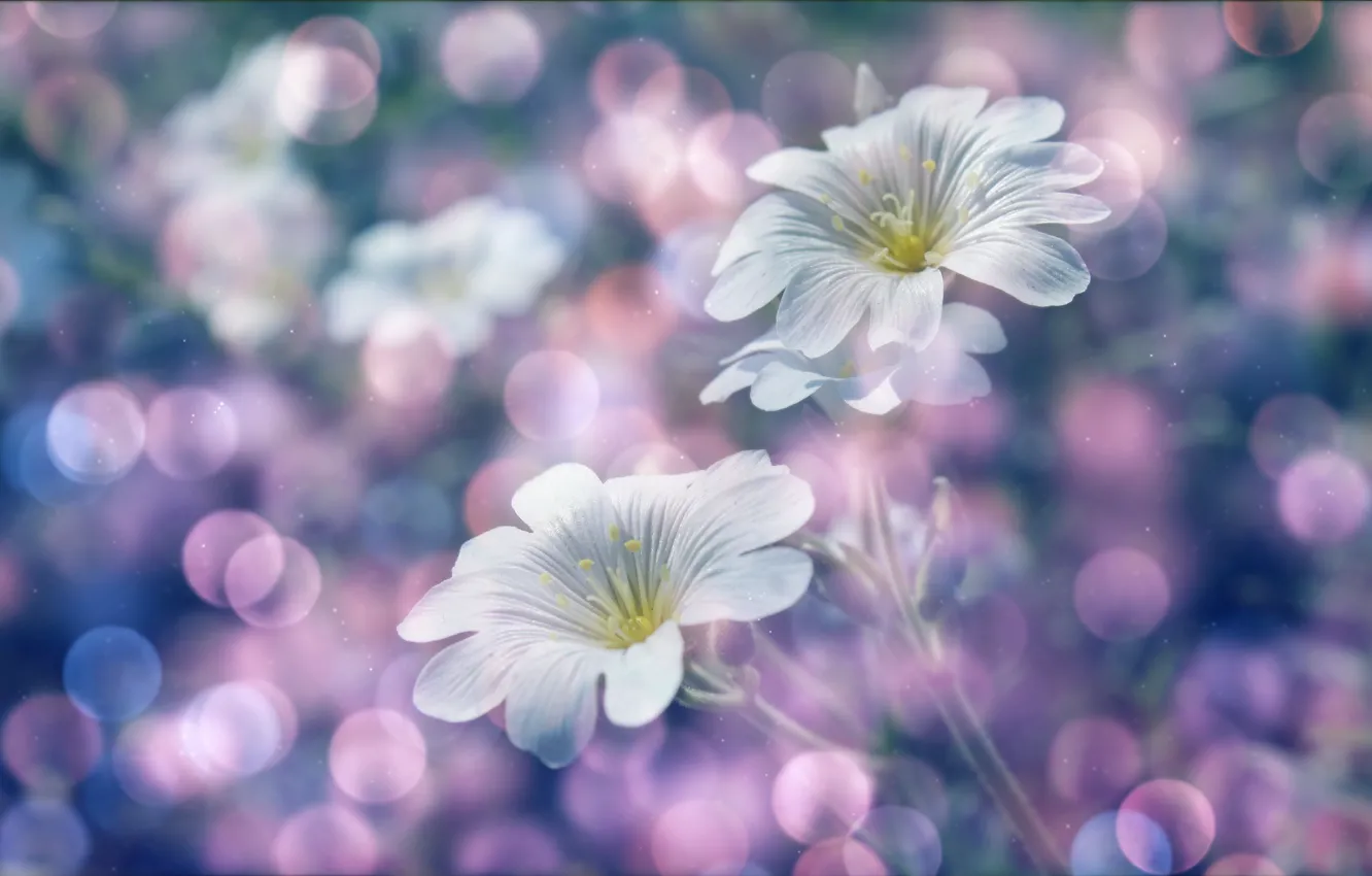 Фото обои white, flower, spring