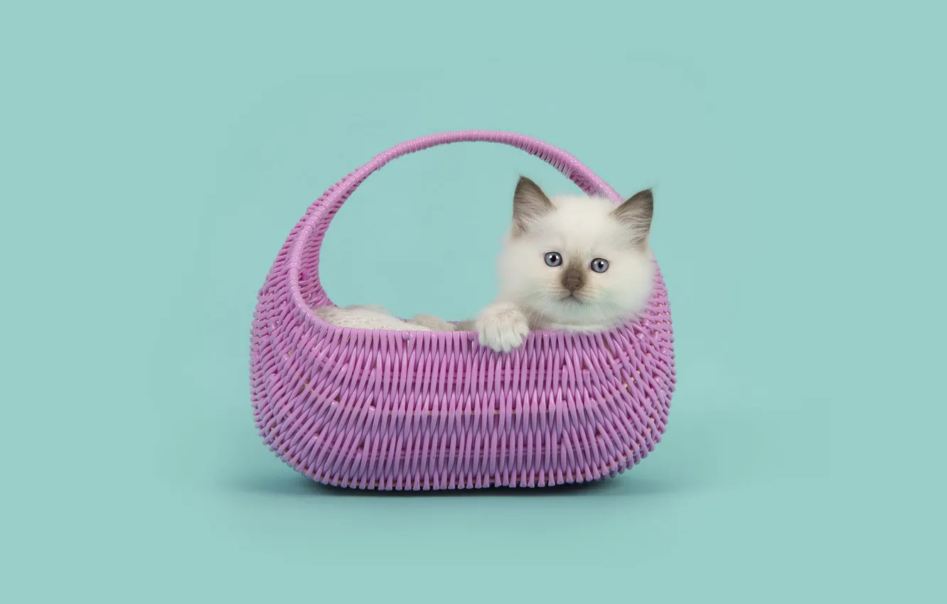 Фото обои кошка, белый, взгляд, поза, котенок, лежит, сумка, мордашка