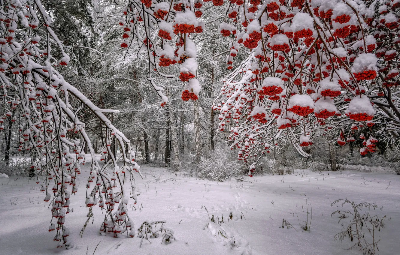 Фото обои зима, лес, снег, деревья, ветки, ягоды, Россия, рябина