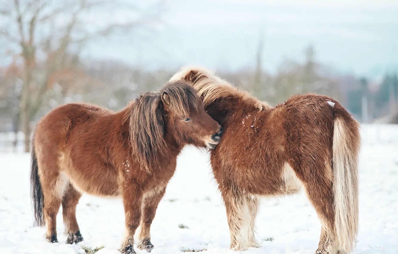Фото обои зима, природа, minishetty