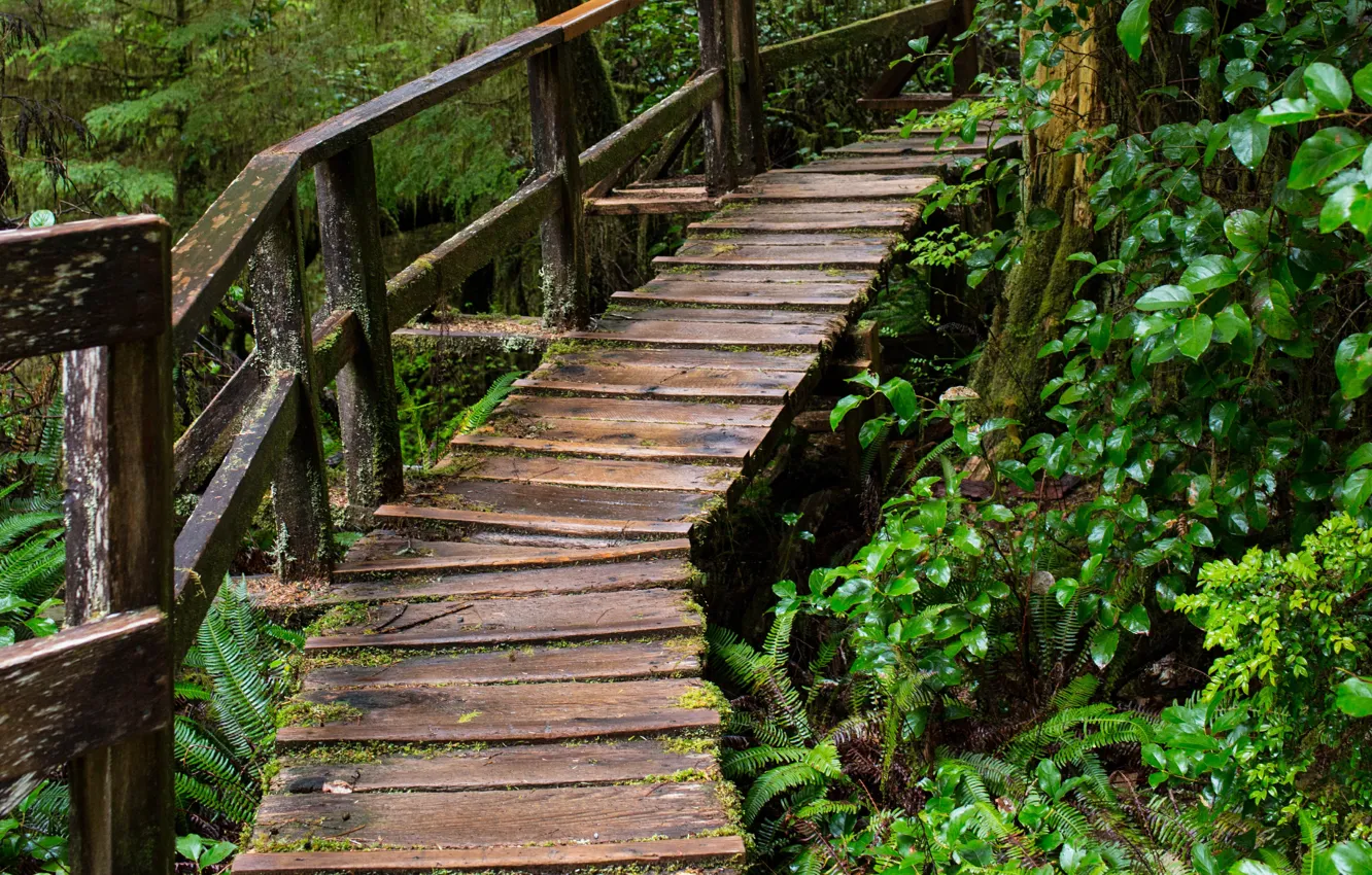 Фото обои Лес, Дождь, Nature, Bridge, Rain, Мостик, Forest