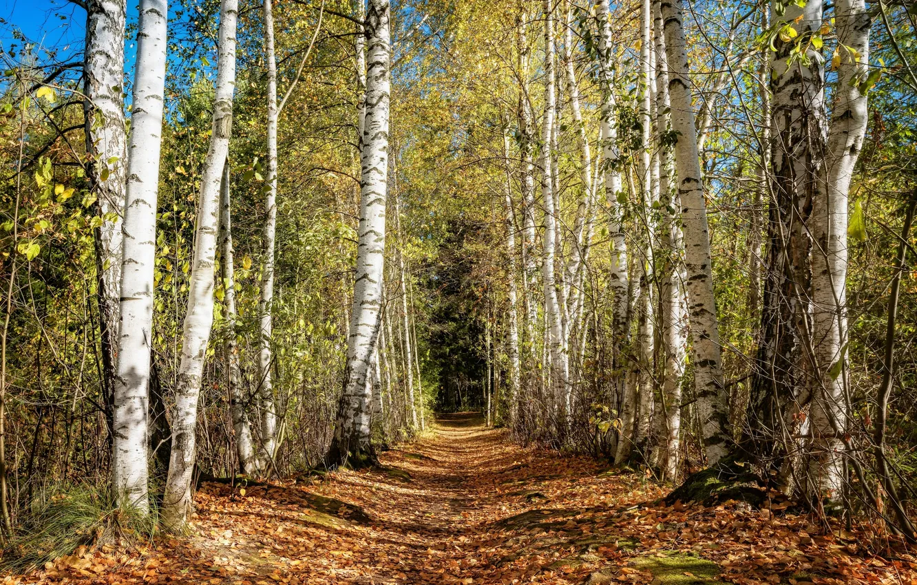 Фото обои дорога, осень, лес, свет, деревья, ветки, природа, стволы
