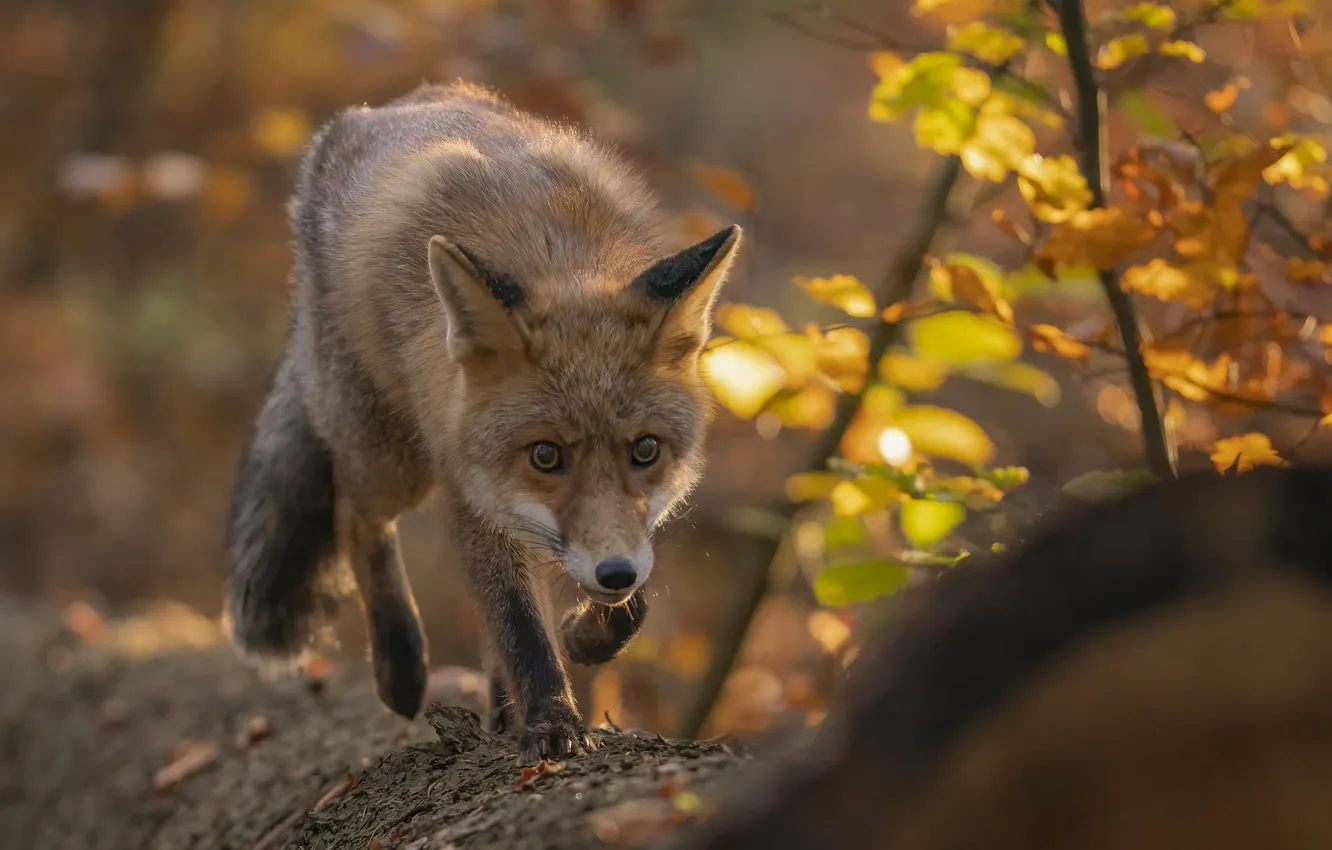 Фото обои осень, природа, животное, лиса, бревно, лисица