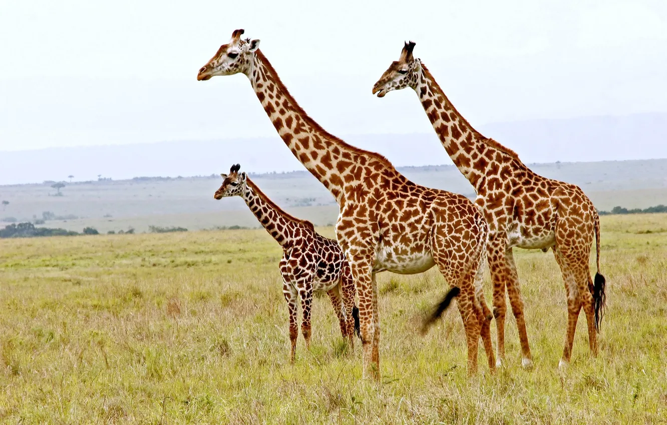 Фото обои небо, жираф, простор, саванна