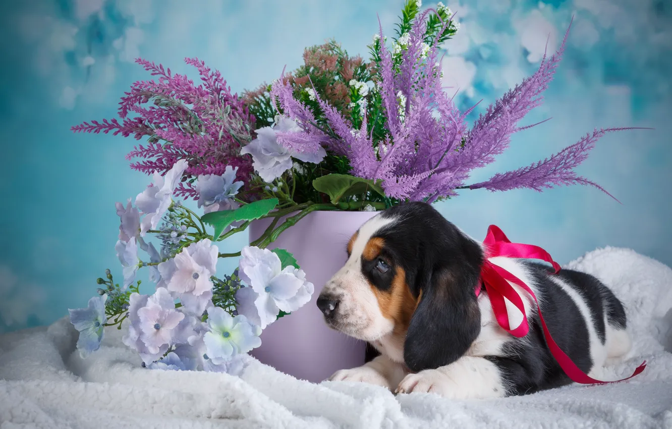 Фото обои цветы, собака, ведро, щенок, голубой фон