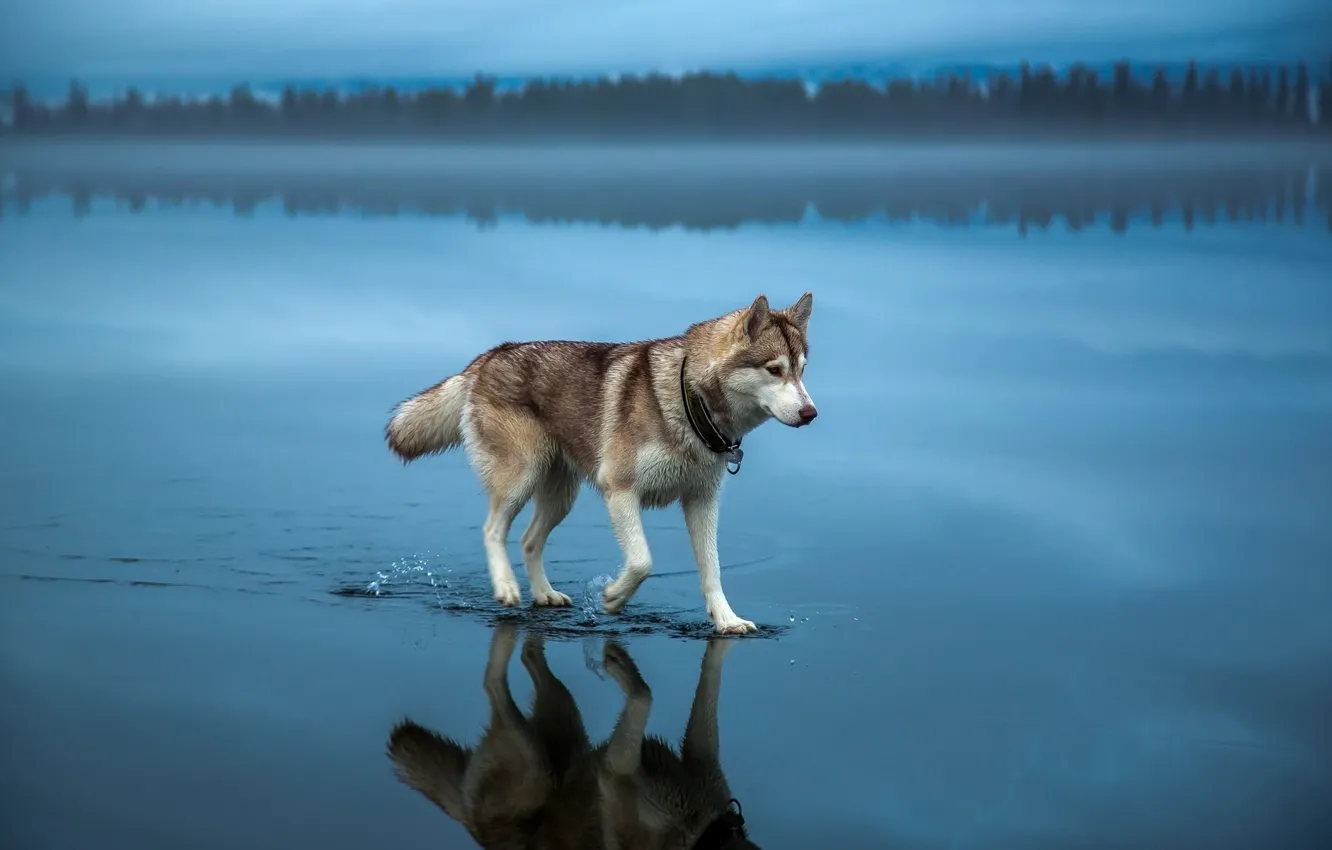 Фото обои вода, природа, Собака, хаски