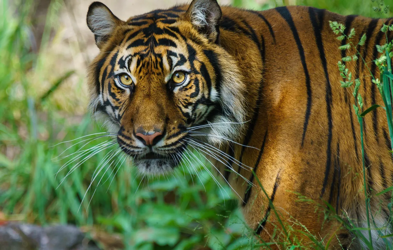 Фото обои Природа, Взгляд, Тигр