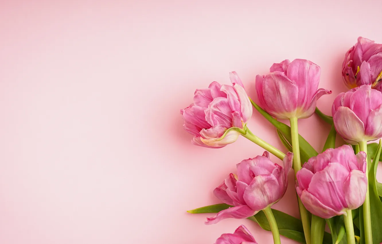 Фото обои цветы, букет, тюльпаны, розовые, pink, flowers, beautiful, tulips