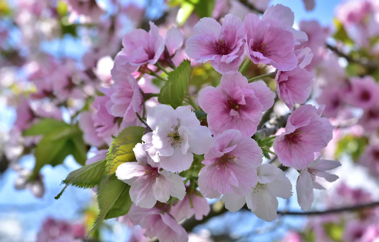 Фото обои дерево, розовый, весна