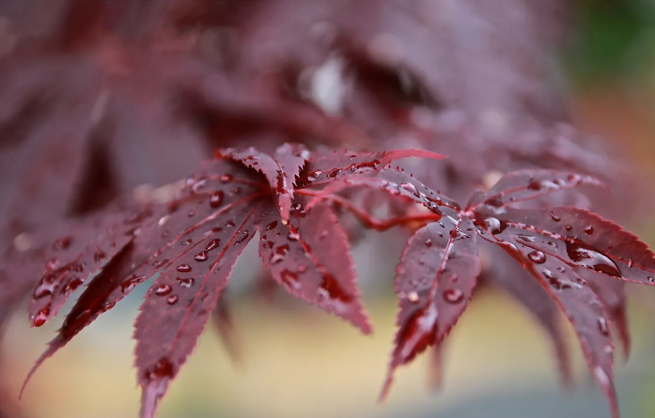 Фото обои листья, капли, роса, ветка, после дождя, красные, боке, японский клен