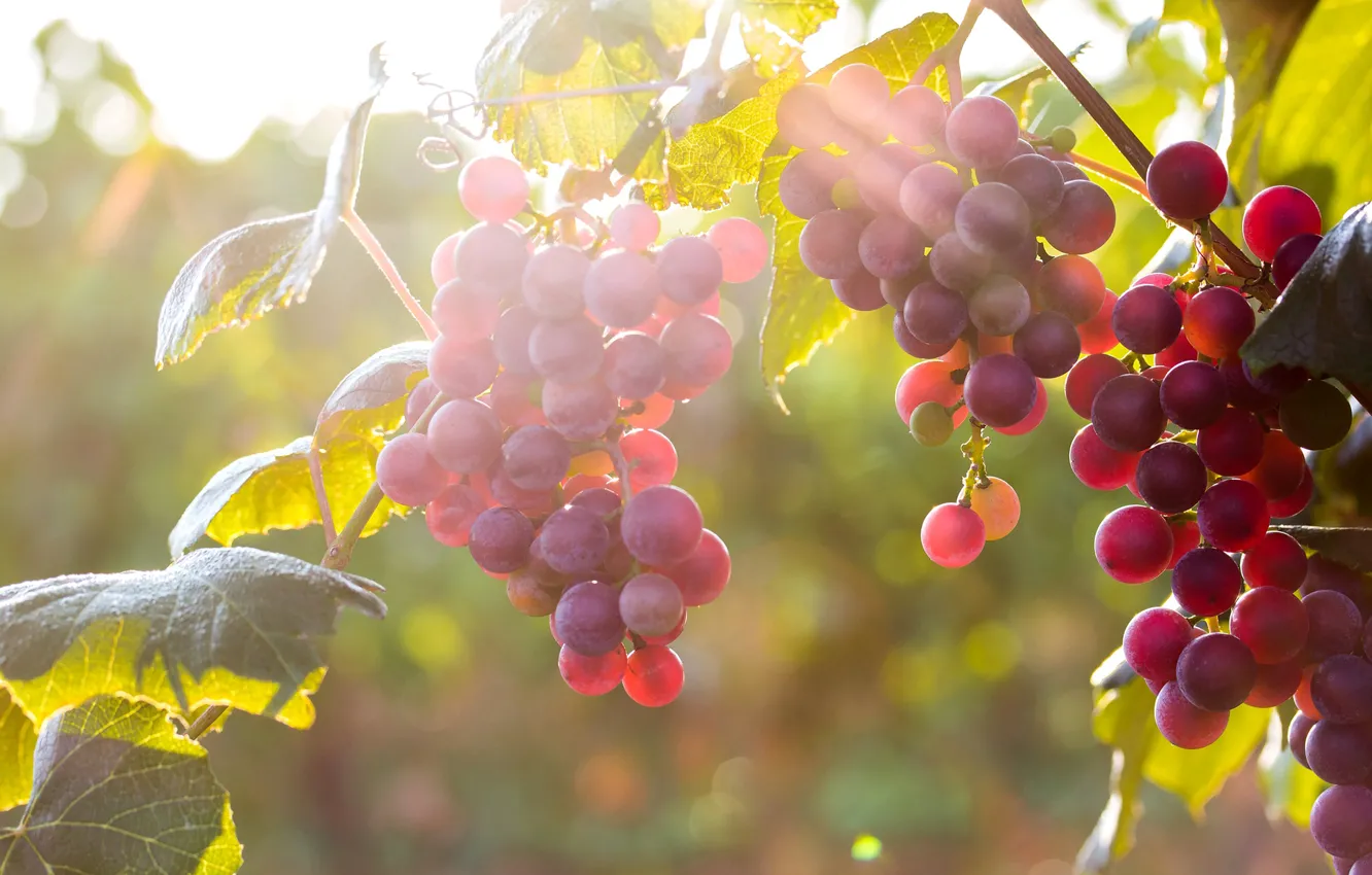 Фото обои осень, листья, солнце, свет, природа, ягоды, виноград, грозди