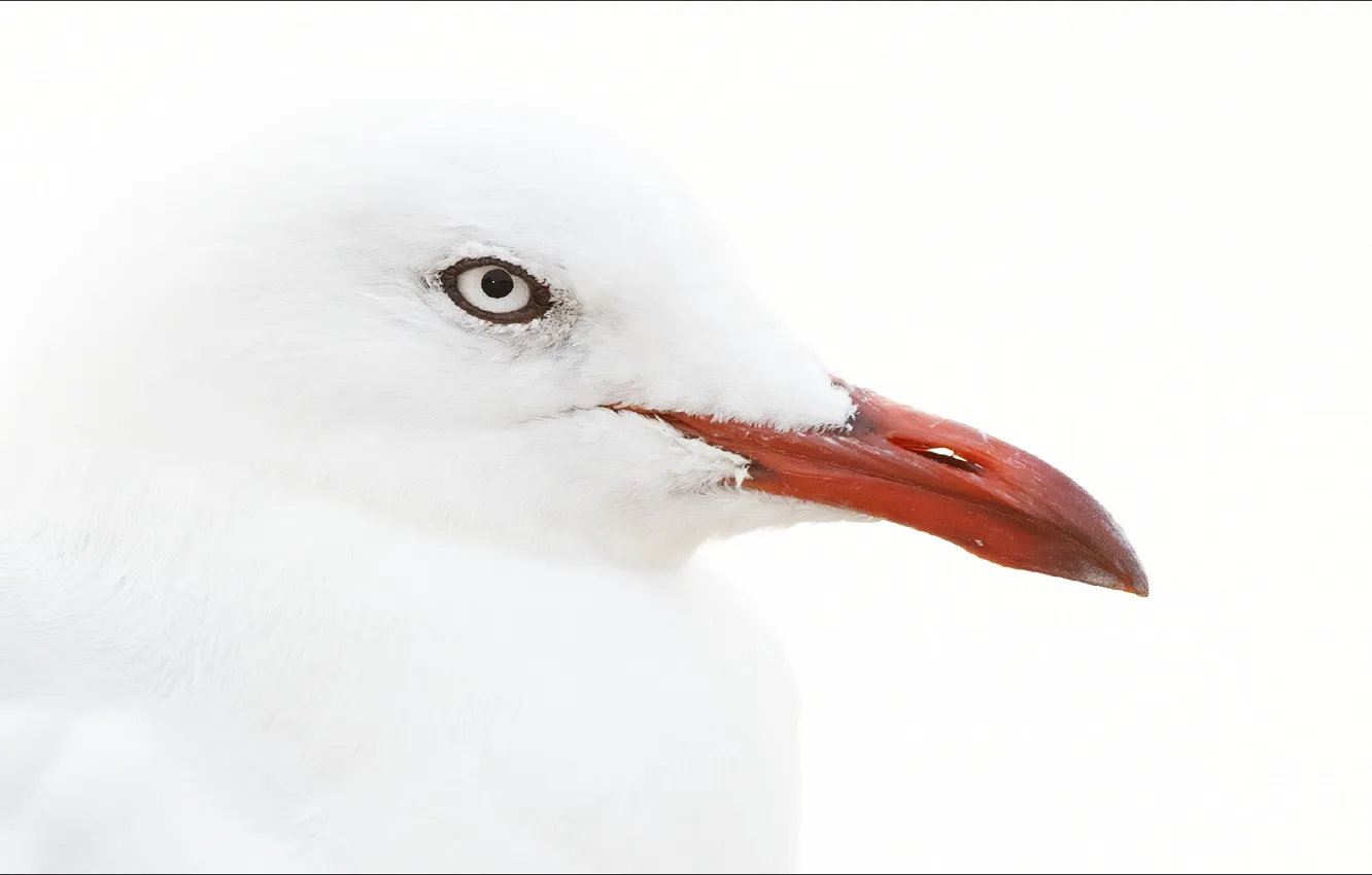 Фото обои animals, bird, albino