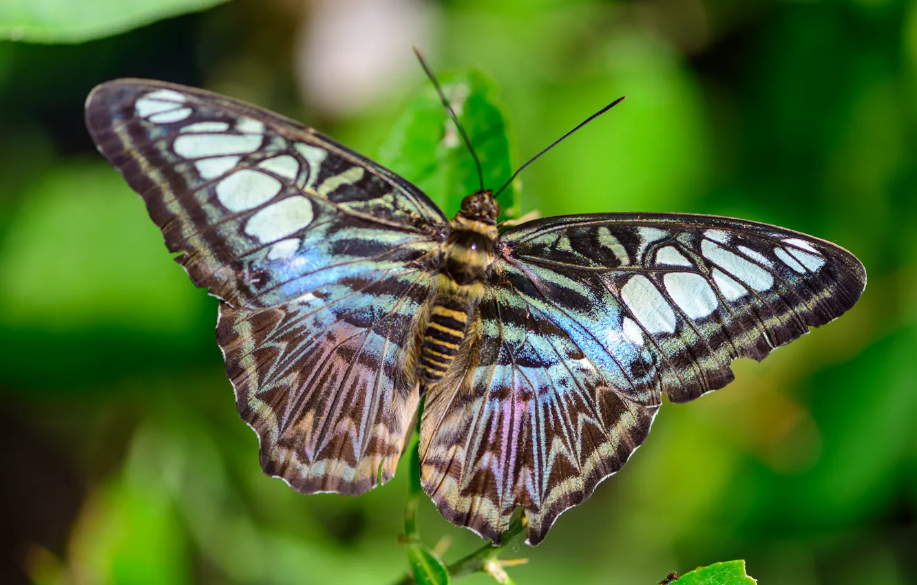 Фото обои узор, бабочка, крылья