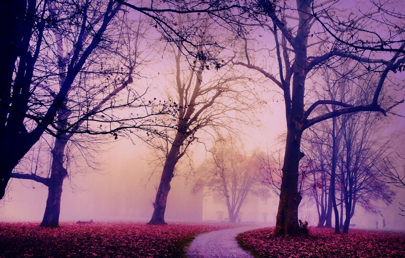Фото обои осень, город, туман, порк