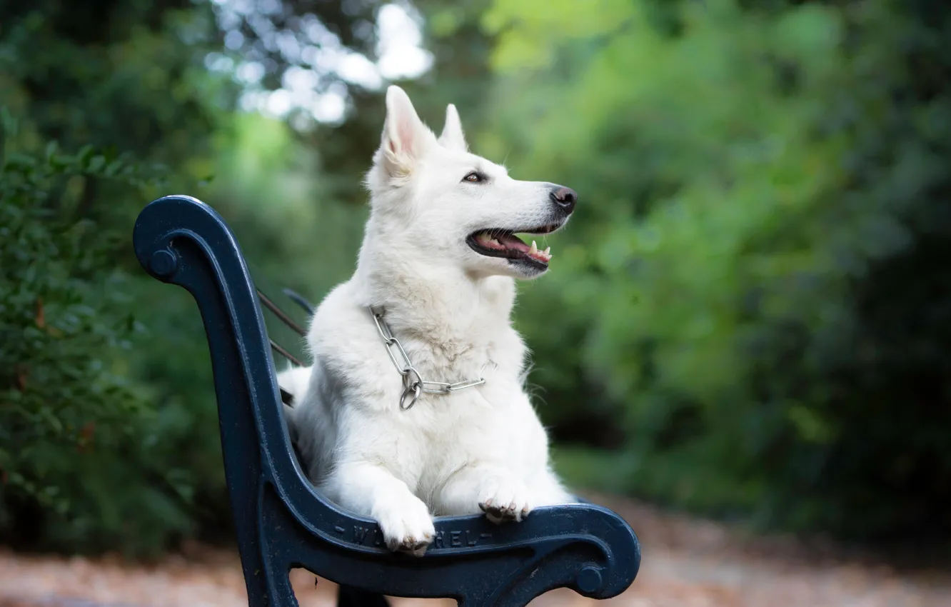 Фото обои скамейка, собака, боке, Белая швейцарская овчарка