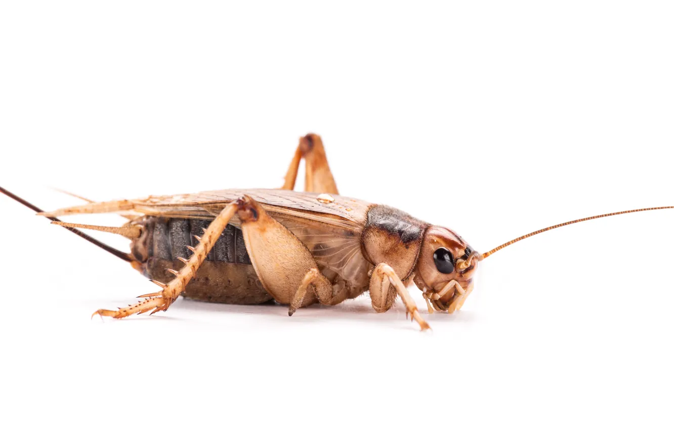 Фото обои legs, insect, cricket