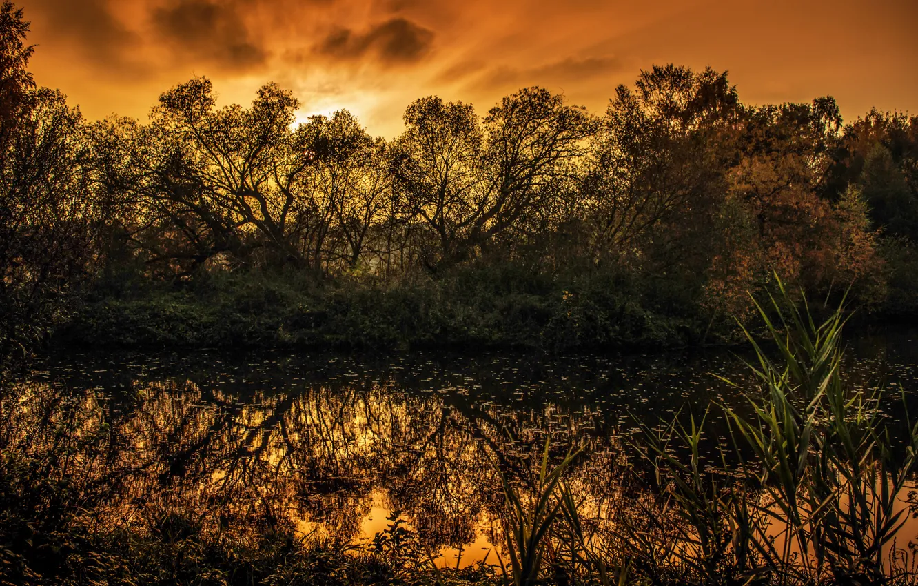 Фото обои деревья, закат, озеро, болото