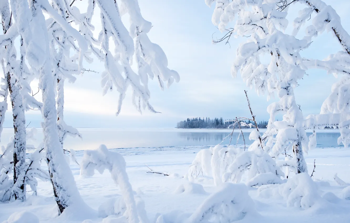 Фото обои зима, снег, деревья, ветки, озеро, Канада, Canada, Northwest Territories