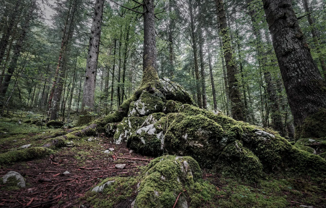 Фото обои лес, лето, природа