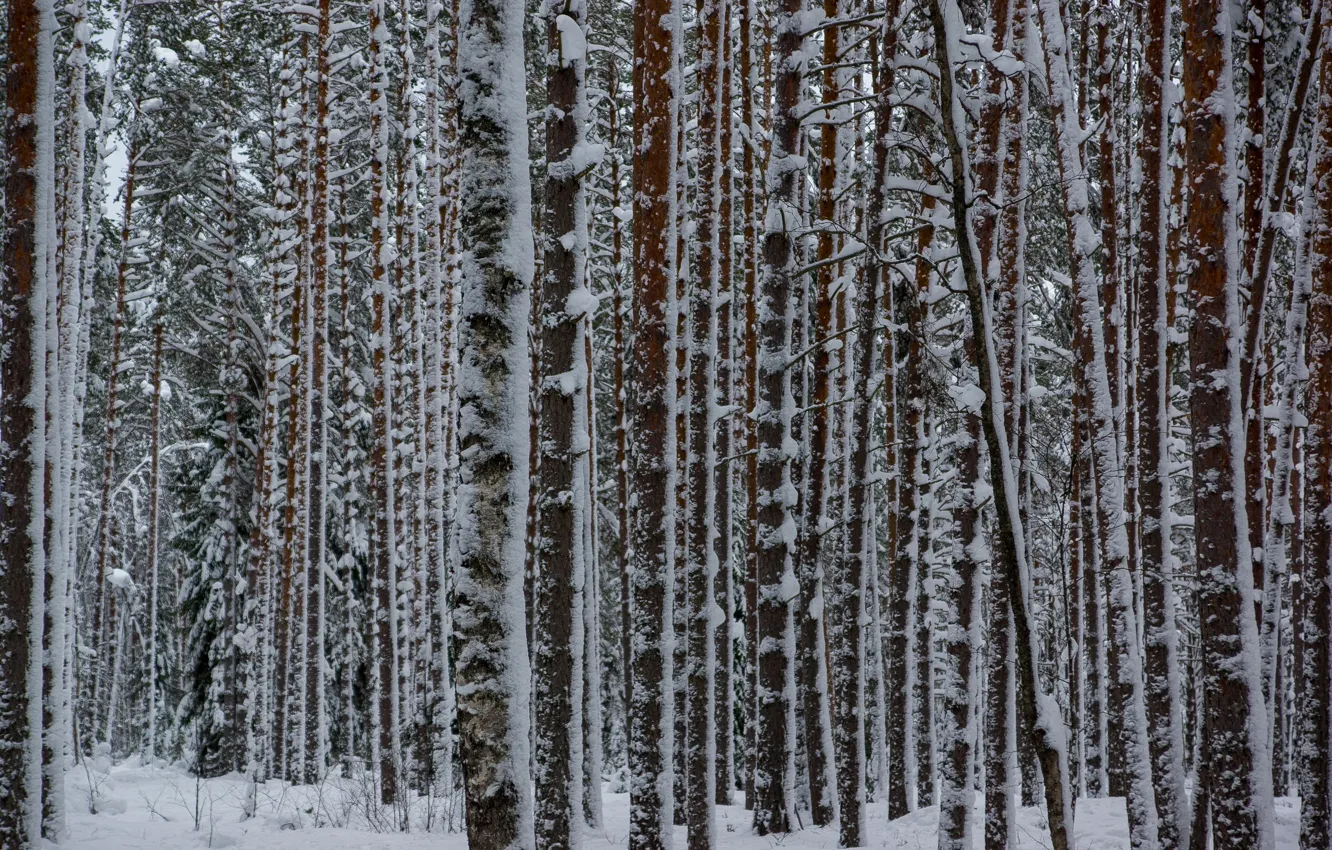 Фото обои зима, лес, снег, сосны