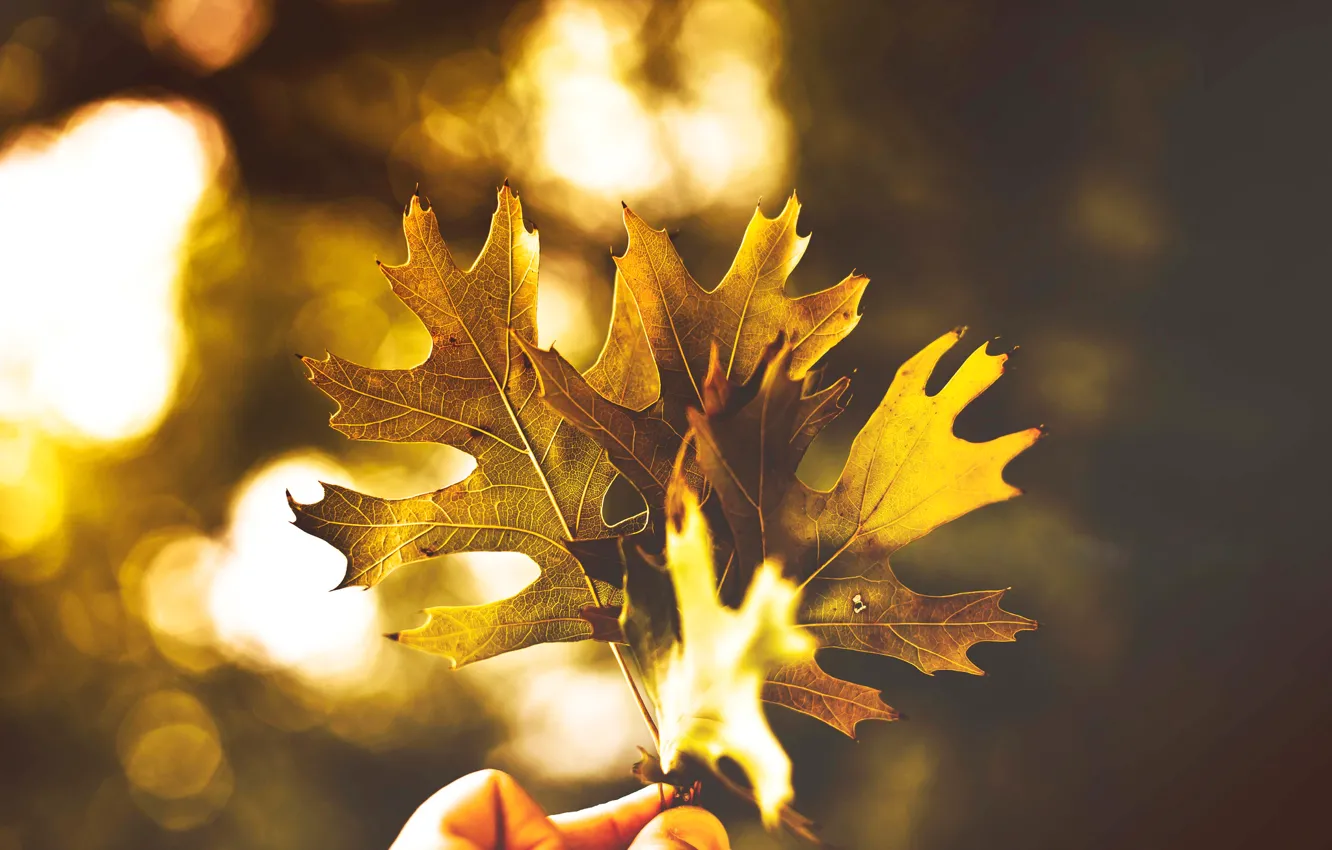 Фото обои осень, свет, листва, цвет, три, Листики, время года, золотая осень