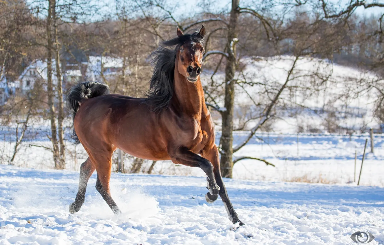 Фото обои поза, движение, конь, лошадь, бег, грация, позирует, гнедой