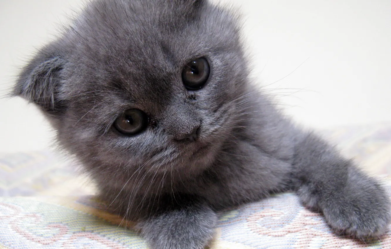 Фото обои kitten, серый котенок, gray kitten