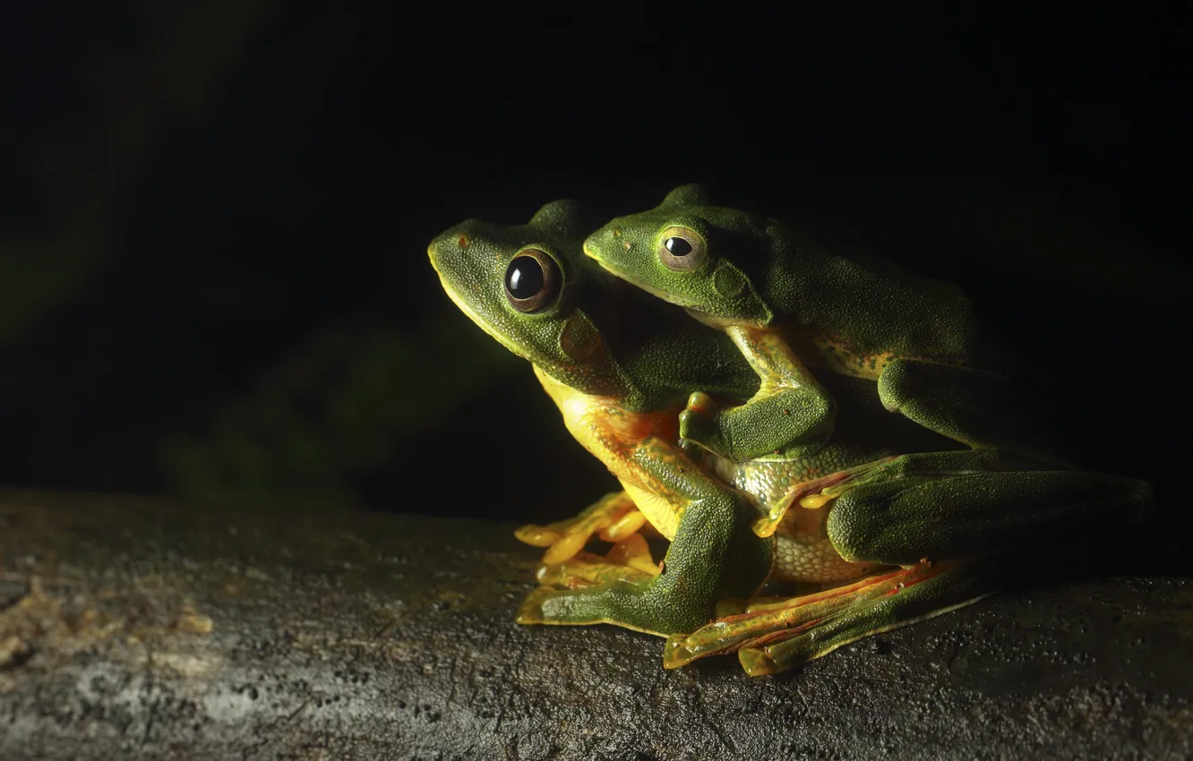 Фото обои legs, eyes, greens, frogs, toads