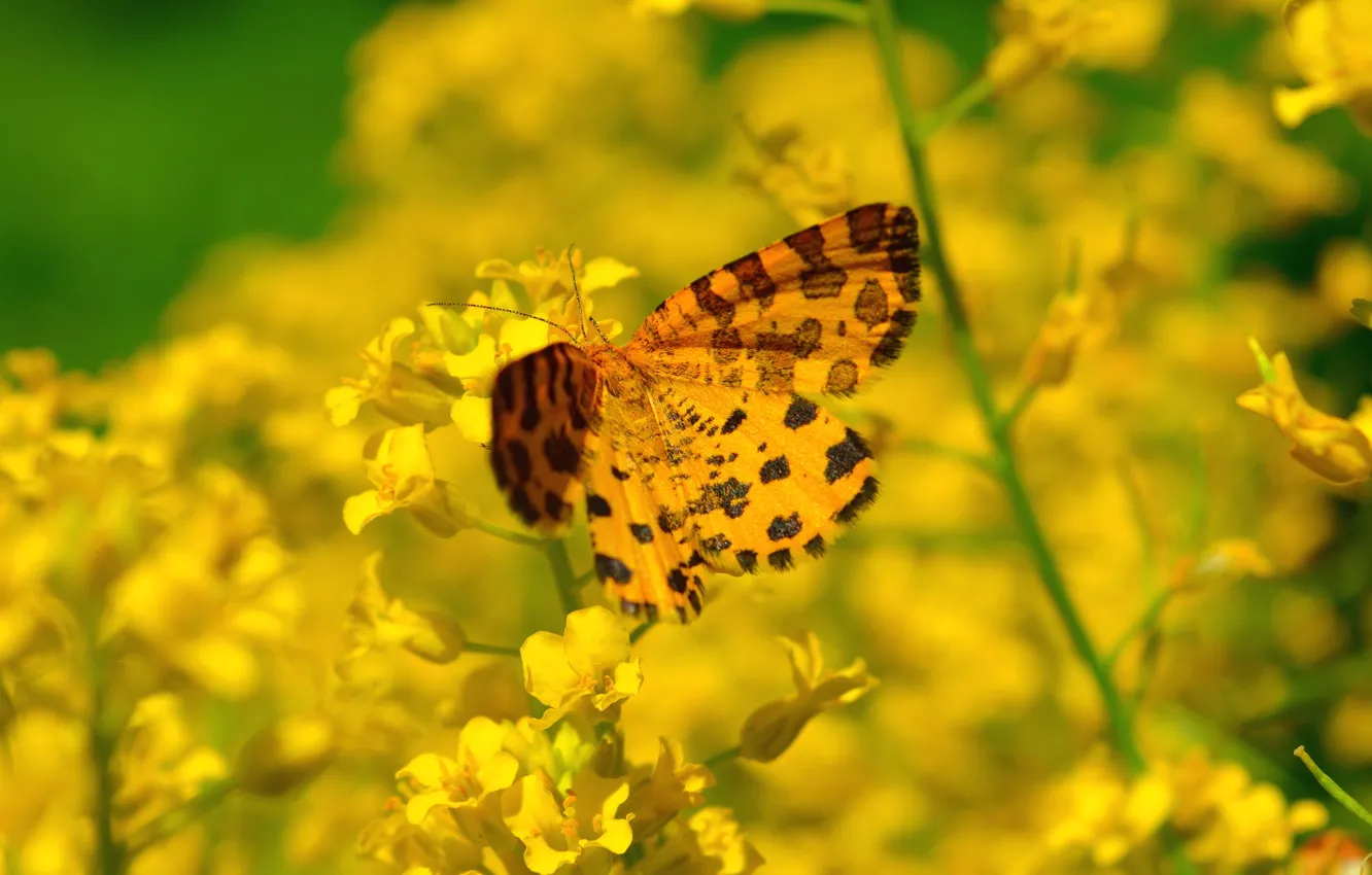 Фото обои Цветы, Весна, Бабочка, Flowers, Spring, Butterfly