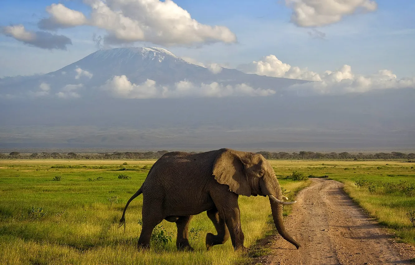 Фото обои слон, гора, саванна, Африка, Килиманджаро, Амбосели, Кения
