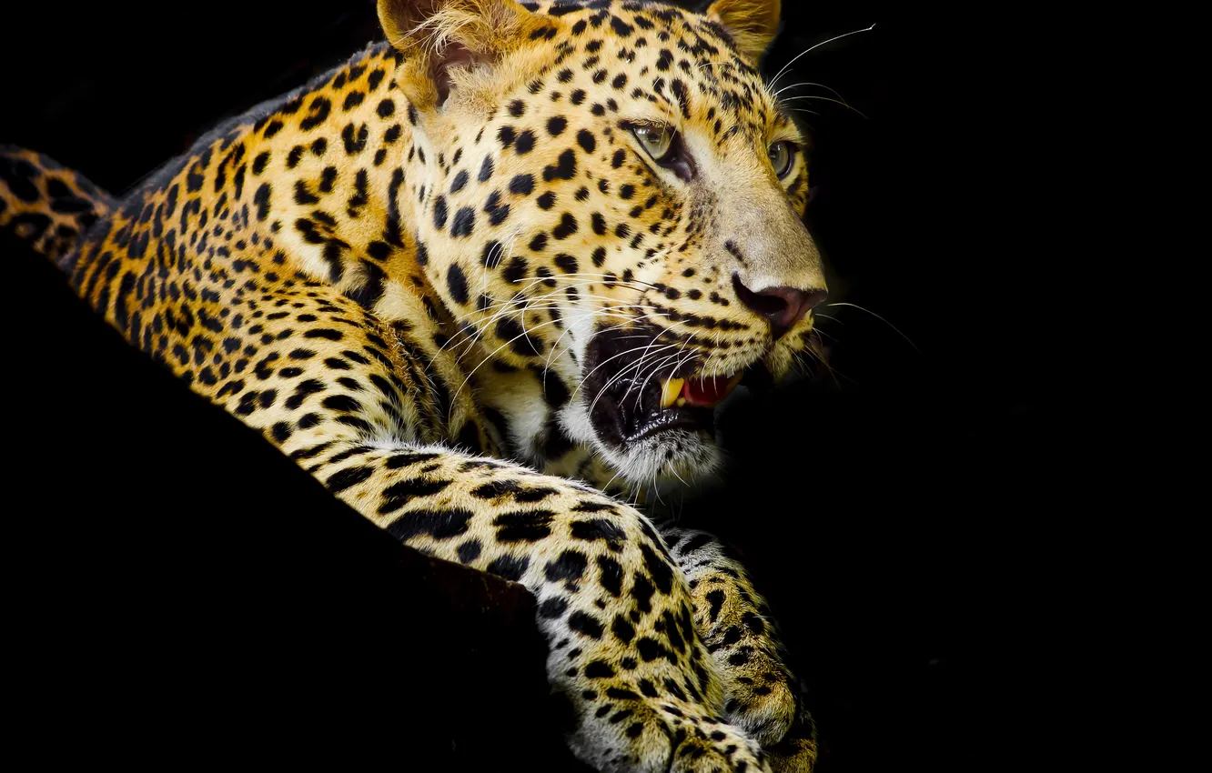 Фото обои хищник, лапы, леопард, клыки, черный фон, пятнистый