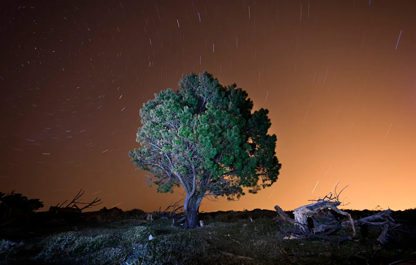 Фото обои небо, звезды, дерево, вечер