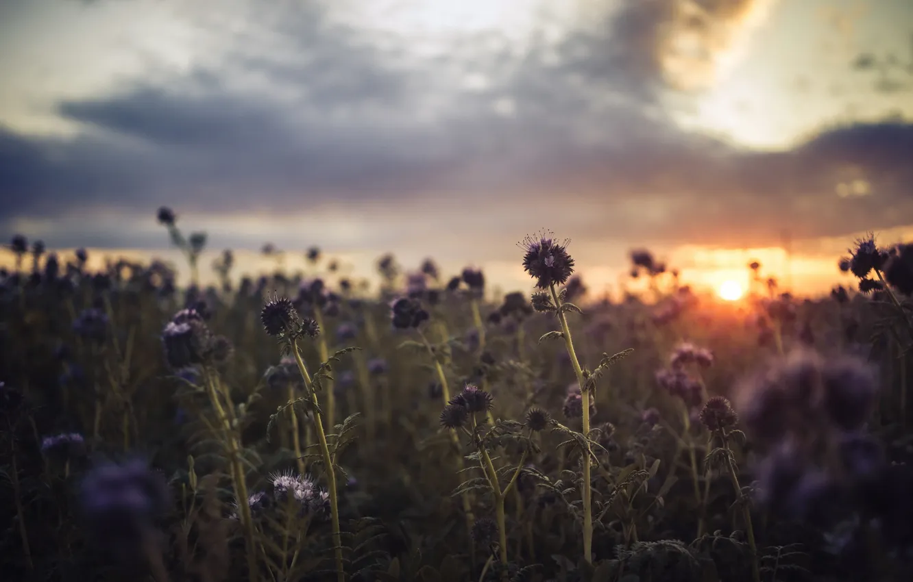 Фото обои поле, закат, цветы