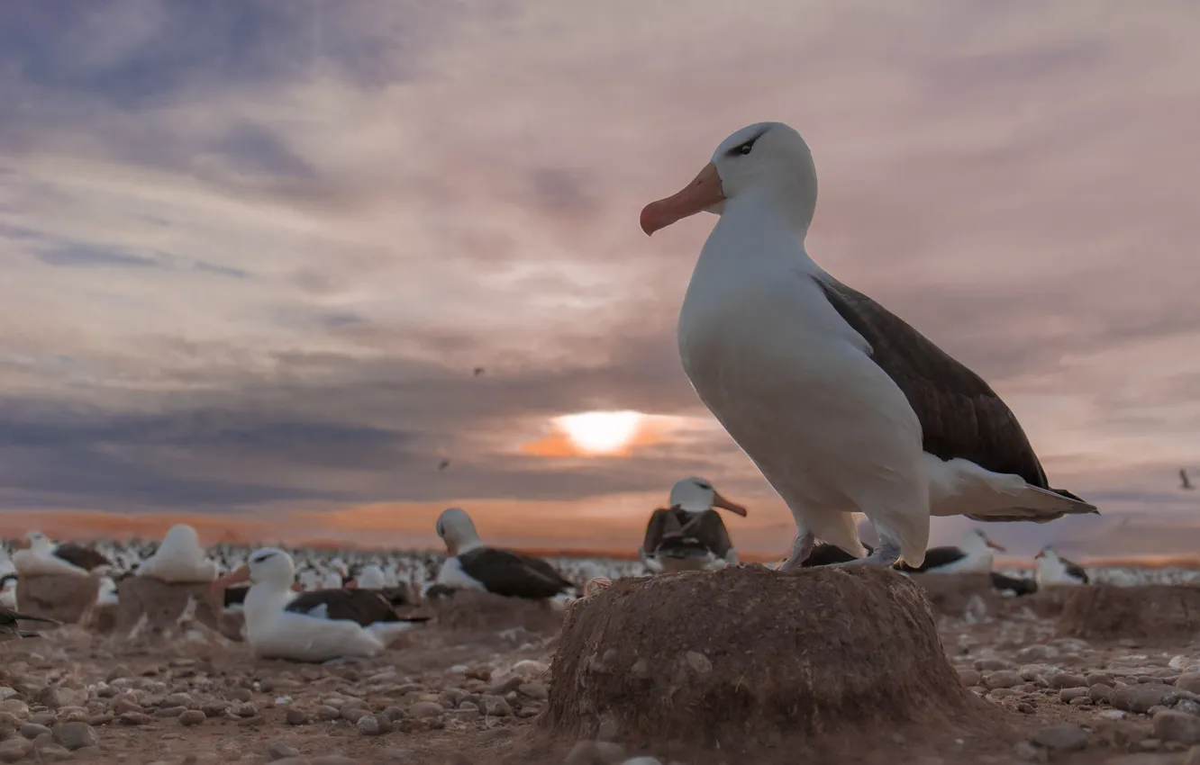 Фото обои закат, птицы, колония, Чернобровый альбатрос
