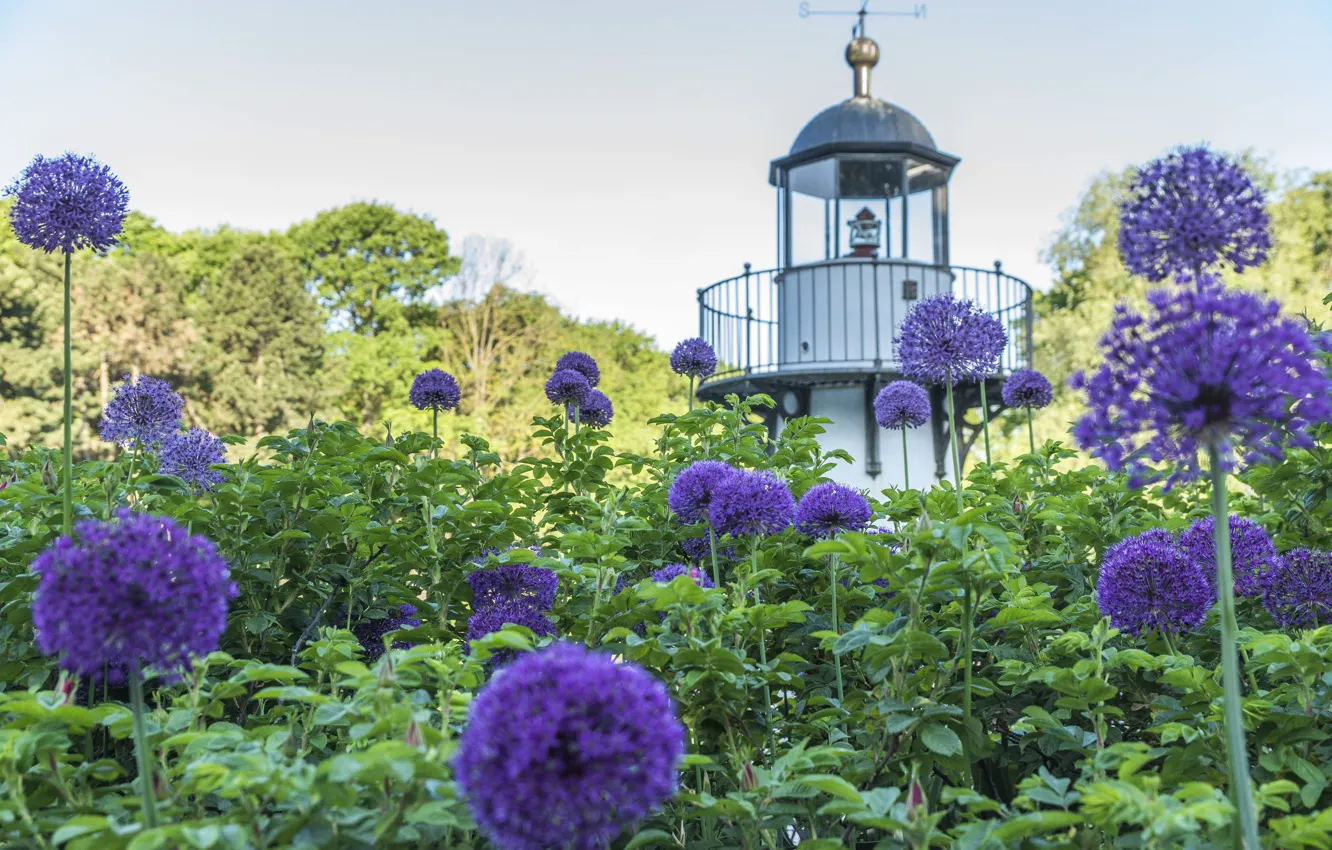 Фото обои лето, цветы, природа, город, парк