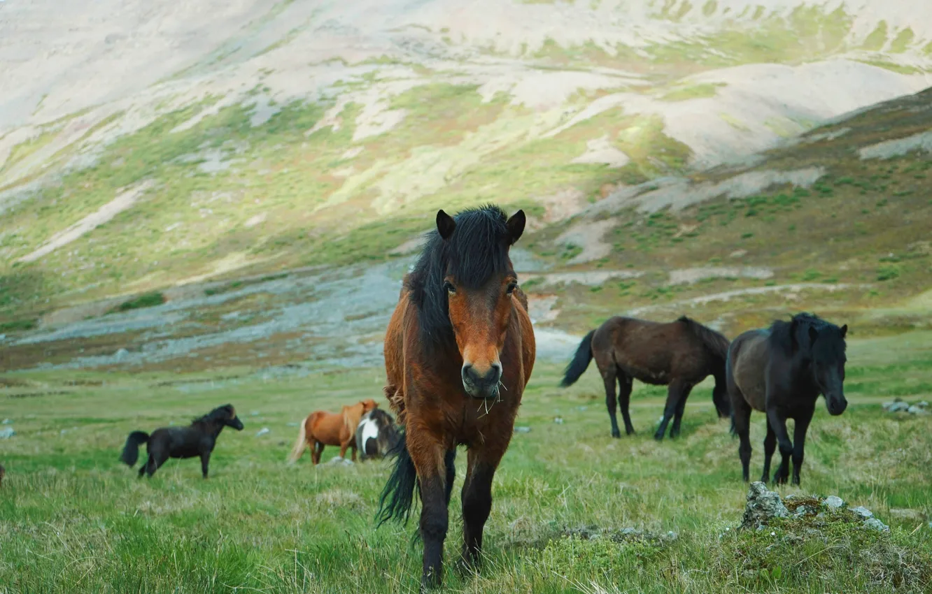 Фото обои поле, трава, горы, природа, поза, конь, лошадь, склоны