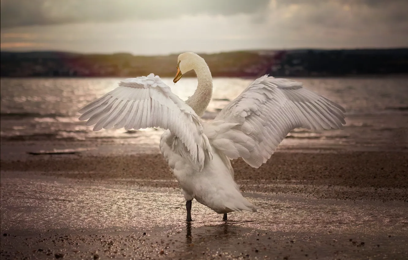Фото обои вода, птица, крылья, лебедь, монохром