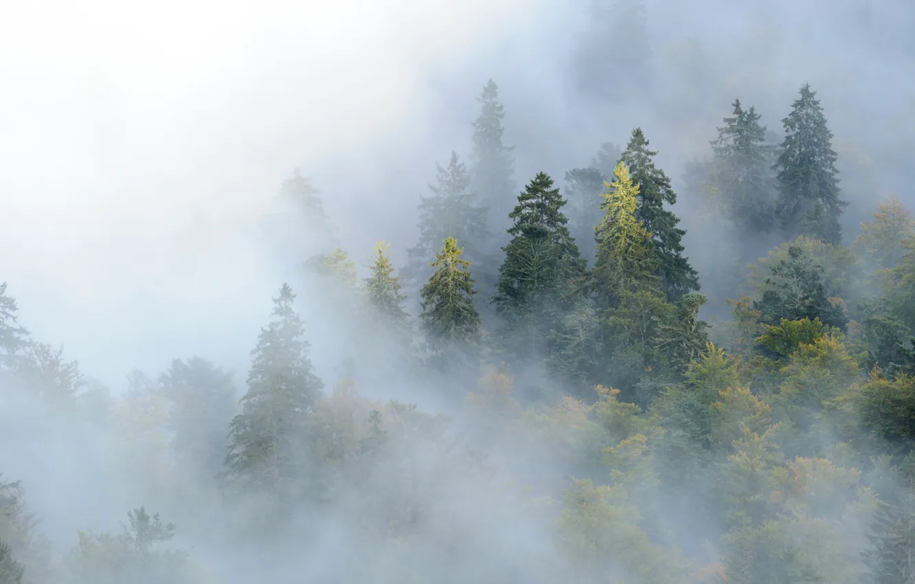 Фото обои лес, деревья, горы, туман