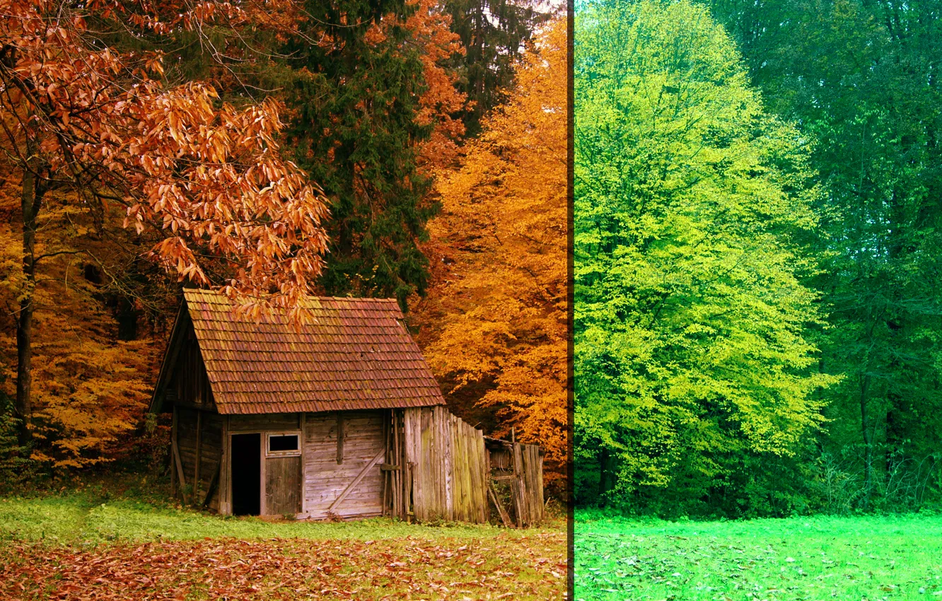 Фото обои Осень, Лес, Лето