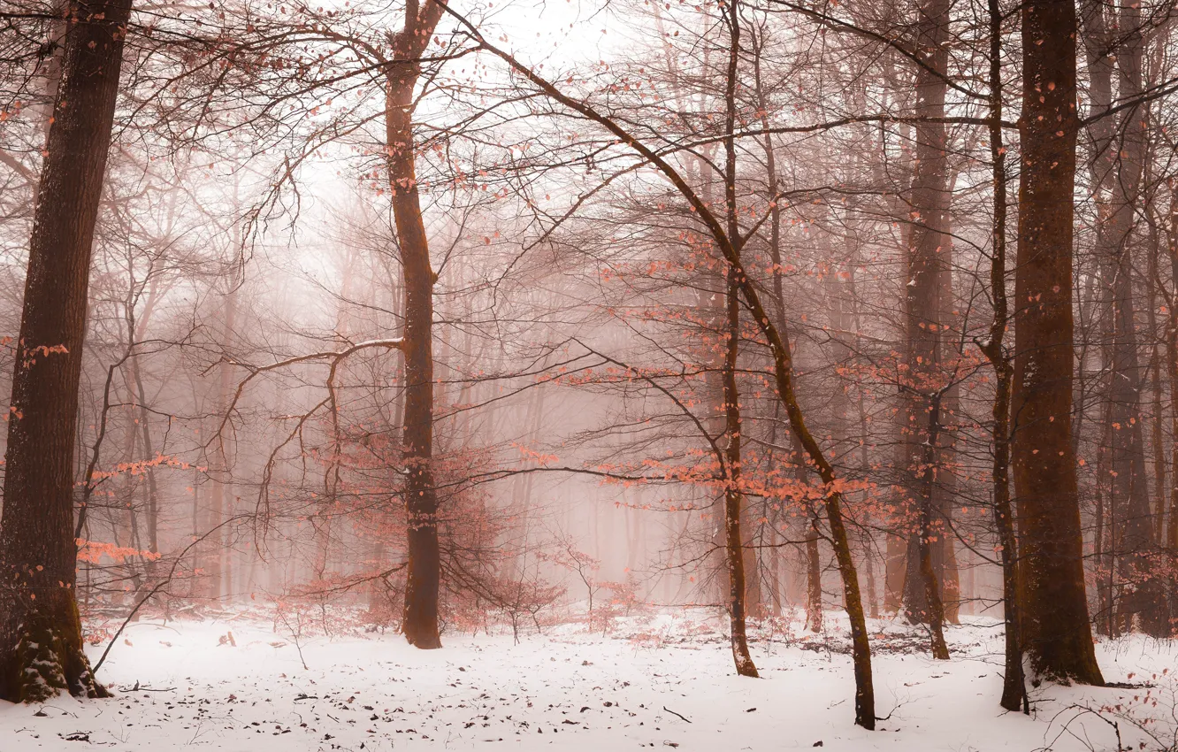Фото обои зима, лес, снег, ветки, природа, туман, настроение, ветви
