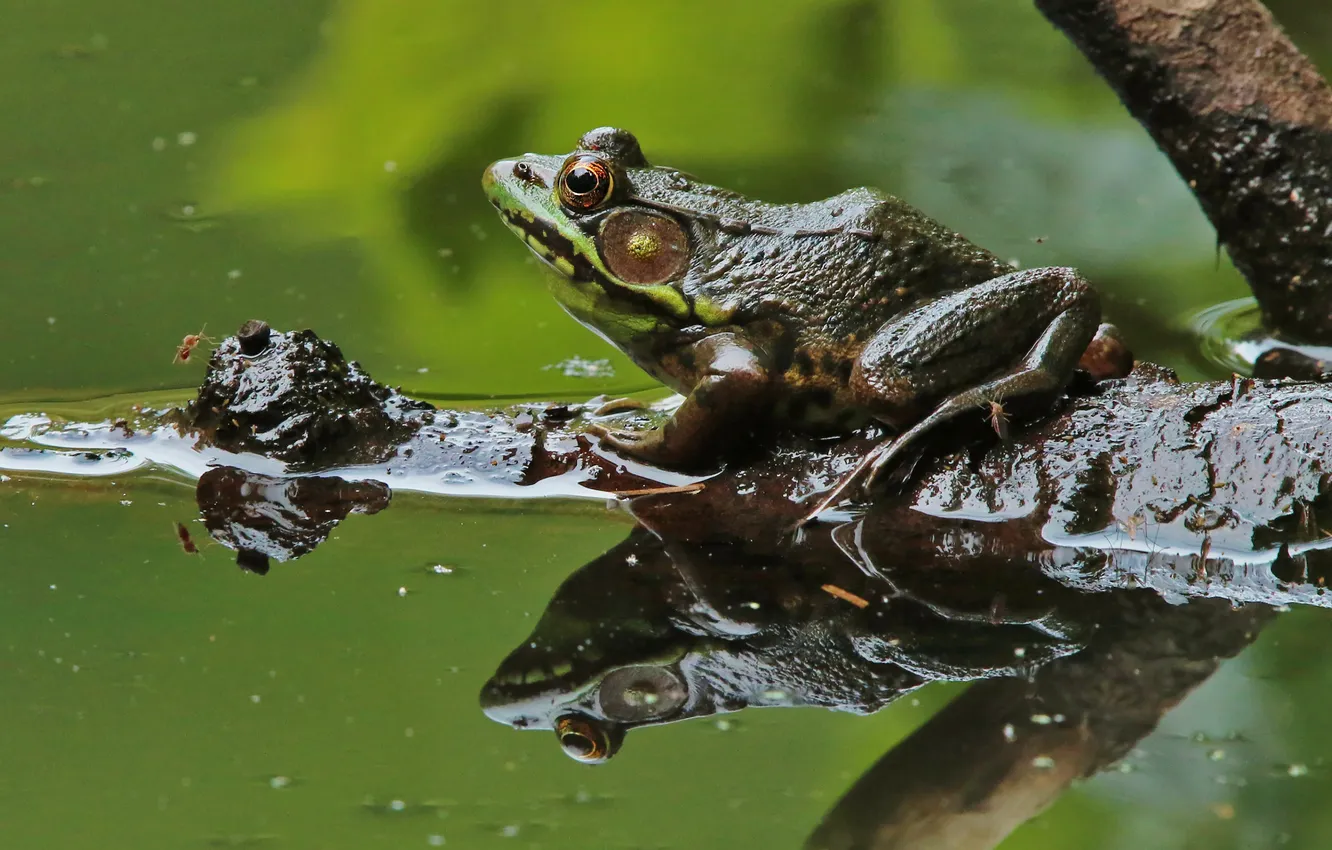 Фото обои вода, пруд, отражение, лягушка, бревно, зеленая, водоем, зеленый фон