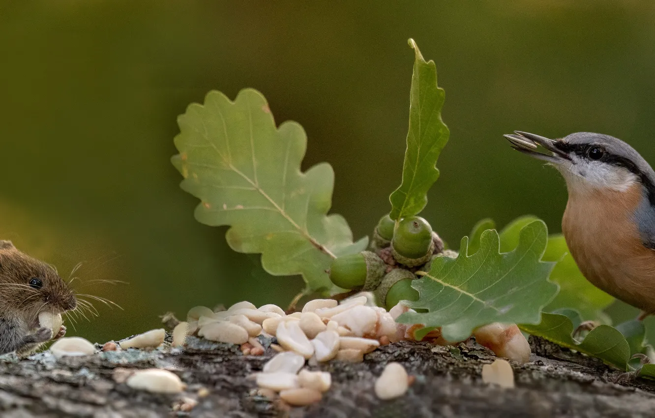 Фото обои листья, природа, птица, пень, мышь, орехи, зверёк, грызун